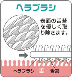 表面の舌苔を優しく取り除きます。